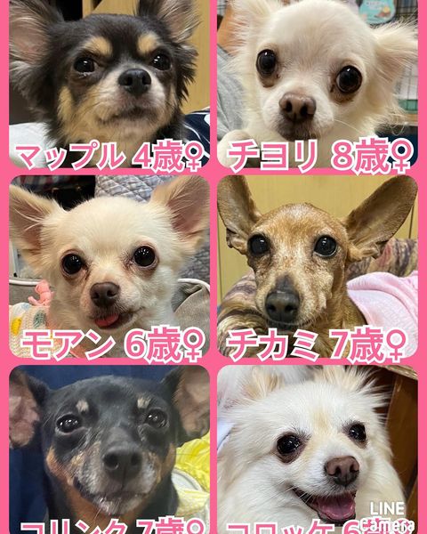 🐾今日の里親様募集中ワンコ🐶メンバーです🐾2022,11,1【保護犬カフェ天神橋店】